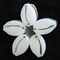 cowrie series lindsay park nz jeweller